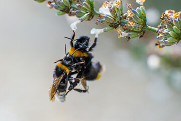 Zbliżenie na trzmiela (Bombus sp.) zbierającego nektar z lawendy. Fotografia makro podkreślająca rolę zapylaczy w ekosystemie oraz potrzebę ochrony dzikiej przyrody w słoneczny letni dzień w ogrodzie. © Henryk Niestrój