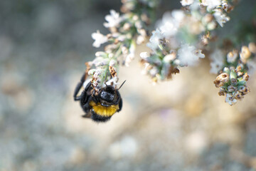 Zbliżenie na trzmiela (Bombus sp.) zbierającego nektar z lawendy. Fotografia makro podkreślająca rolę zapylaczy w ekosystemie oraz potrzebę ochrony dzikiej przyrody w słoneczny letni dzień w ogrodzie. © Henryk Niestrój