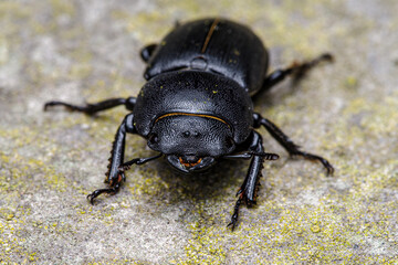 Makrofotografia czarnego chrząszcza (Coleoptera) na skalnym podłożu. Detal natury, fascynująca entomologia, idealne do projektów o bioróżnorodności i ochronie środowiska © Henryk Niestrój