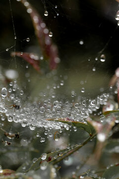 A bunch of tiny droplets