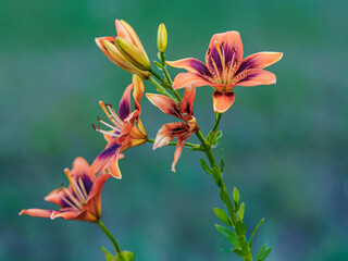 Kwitnące lilie (Lilium) w ogrodzie. Makrofotografia letnich kwiatów o żywych kolorach. Symbol natury, świeżości i elegancji, idealny do projektów florystycznych i ekologicznych. © Henryk Niestrój