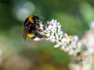 Zbliżenie na trzmiela (Bombus sp.) zbierającego nektar z lawendy. Fotografia makro podkreślająca rolę zapylaczy w ekosystemie oraz potrzebę ochrony dzikiej przyrody w słoneczny letni dzień w ogrodzie. © Henryk Niestrój