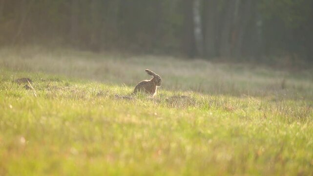 Zając szarak (Lepus europaeus) na łące w świetle zachodzącego słońca. Dzika przyroda w Polsce, ochrona zwierząt, spokojna natura i ekologia w klimatycznym oświetleniu typu golden hour.