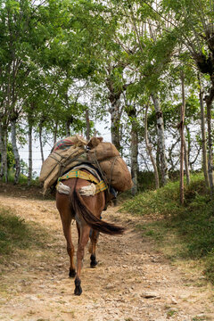 Rear view of a farmer and a pack mule carrying heavy burlap sacks loaded with cargo along a narrow rural dirt path surrounded by lush green trees and a rustic fence in the countryside