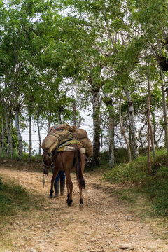 Rear view of a farmer and a pack mule carrying heavy burlap sacks loaded with cargo along a narrow rural dirt path surrounded by lush green trees and a rustic fence in the countryside