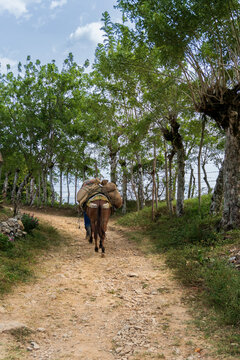 Rear view of a farmer and a pack mule carrying heavy burlap sacks loaded with cargo along a narrow rural dirt path surrounded by lush green trees and a rustic fence in the countryside