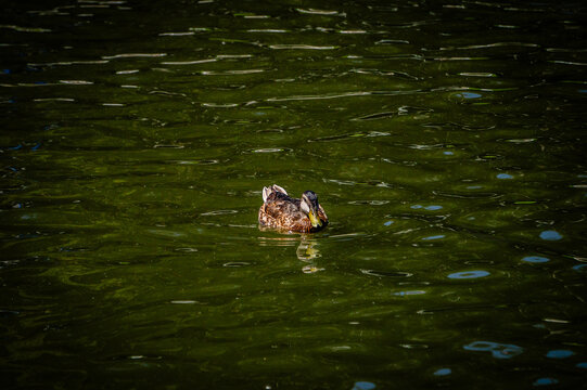Pato