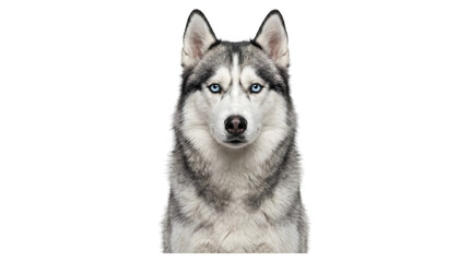Alert Siberian husky with piercing blue eyes and thick gray coat gazes forward is shown as a PNG isolated on a transparent background © Inkartia