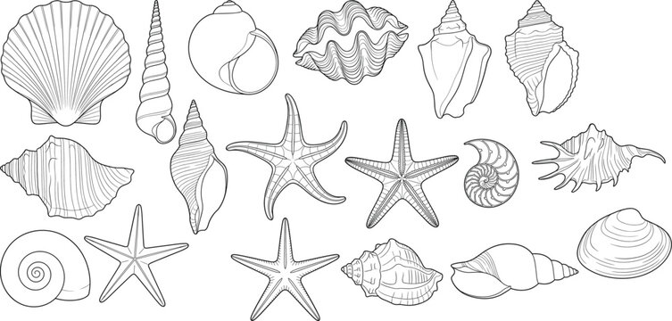 Seashell and Starfish Outline Vector Collection with Marine Shells and Ocean Nature Elements