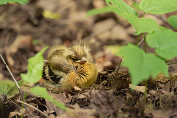 Tiny helpless fledgling sits on forest floor. Baby bird has fluffy downy head, yellow edges on beak. Stiff wing feathers show prominent black and white stripes, typical for juvenile chaffinch. © Ul1a