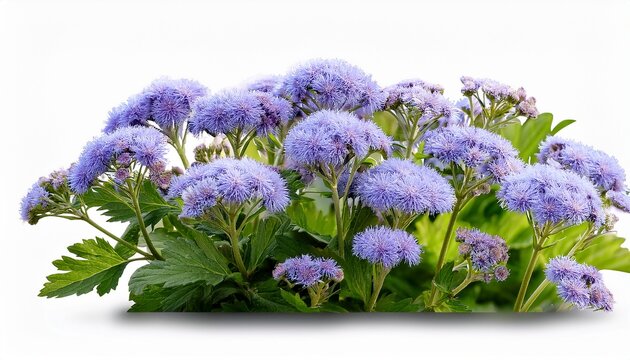 Ageratum Flossflower Transparent Background Isolated Image Generative Ai