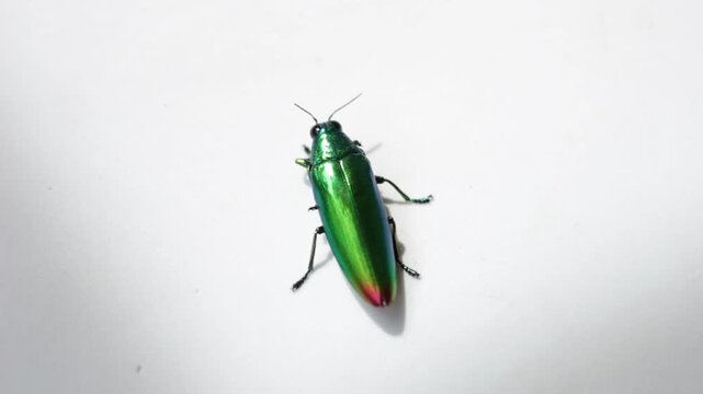 Close-up of a metallic green jewel beetle (family Buprestidae) on a white background. Iridescent tropical beetle showcasing vibrant colors, glossy exoskeleton, and intricate natural details.
