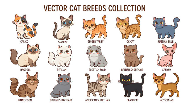 Vector Cat Breeds Collection: A delightful illustration showcasing a variety of stylized cat breeds, each uniquely depicted with charming characteristics, including calico, Siamese, tabby.