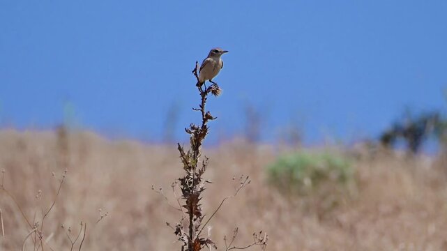 A small brown songbird perches attentively on a dried plant stem against a clear blue sky and a blurred golden field.