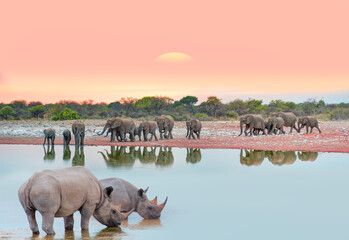 Rhino drinking water from a small lake - Group of elephant family drinking water in lake at amazing sunset - Etosha National Park, Namibia, Africa  © muratart