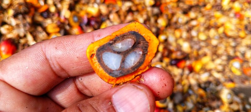 High quality image of an FFB component halved, showcasing the raw materials used for global palm oil production industries clearly