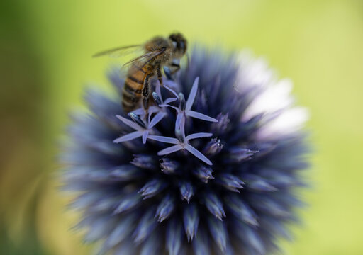 A bee pollinating some blue flowers in a garden. the macro shot shows wing and body in great detail