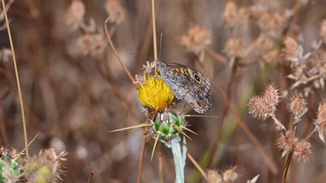 A patterned brown butterfly with distinct eyespots rests on a spiky yellow flower amidst a blurred background of dry, thorny vegetation.