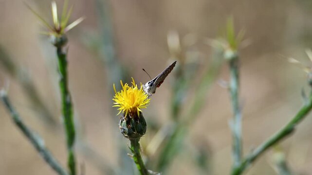 A patterned brown butterfly with distinct eyespots rests on a spiky yellow flower 