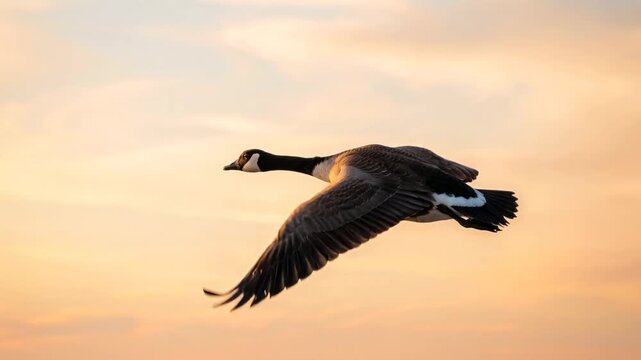 goose flying close up over yellowstone national park usa morning light video