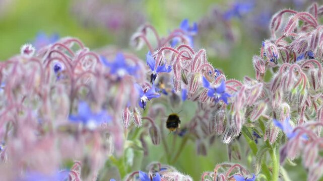 Female Early bumblebee foraging from flower to flower on Common Borage flowers in spring in a domestic garden. Bombus pratorum, Borago officinalis, Indre-et-Loire 37, r&eacute;gion Centre, France, Europe