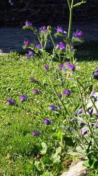 Flying bees on Blueweed flowers or Echium vulgare