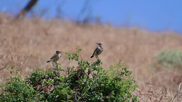 Two small wheatear birds perch alertly on a vibrant green shrub against a sharply blurred background of dry golden grass and a clear blue sky.