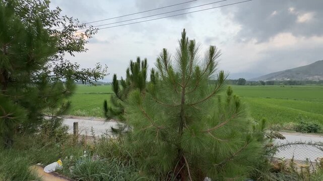 Young Chir Pine trees line a green field under an overcast sky.