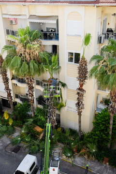 Municipal service worker trimming palm trees using hydraulic boom lift urban landscaping and city beautification public works property maintenance department concept template, green urban maintenance