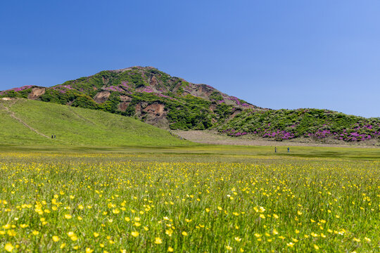 view across the yellow blooming buttercups and lush green meadows toward mount Eboshi, covered in pink azaleas, under a cloudless sky and sunshine