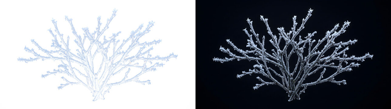 Frost covered frozen tree branches forming a winter bush shape ideal for seasonal overlays and nature designs in PNG, Transparent and Black Background Versions for creative projects