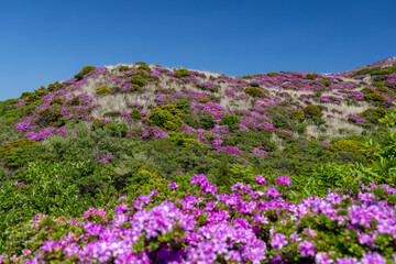 Fototapeta premium view over pink azalea blossom bushes to the green summit of mount Eboshi at blue cloudless sky and sunshine