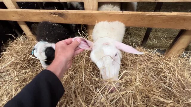 Person Gently Petting Friendly Sheep in Straw Covered Farm Pen
