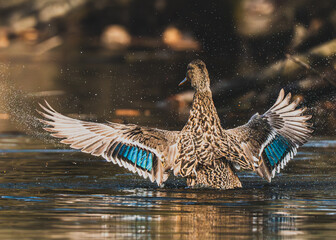 duck in flight © Darek