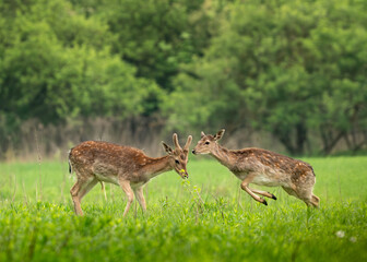 deer in the woods © Darek