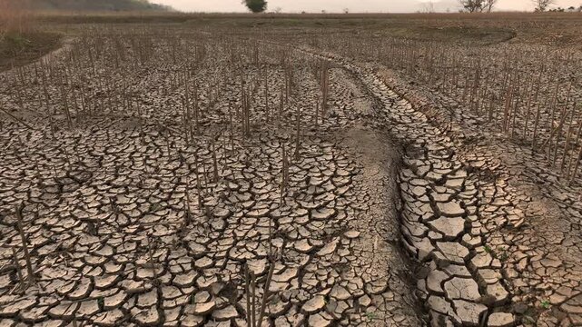 withered corn field dried irrigation pond el nino crop failure