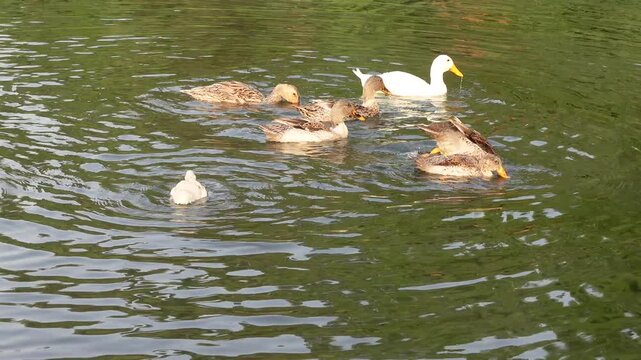 Ducks swimming in the water, 4k video