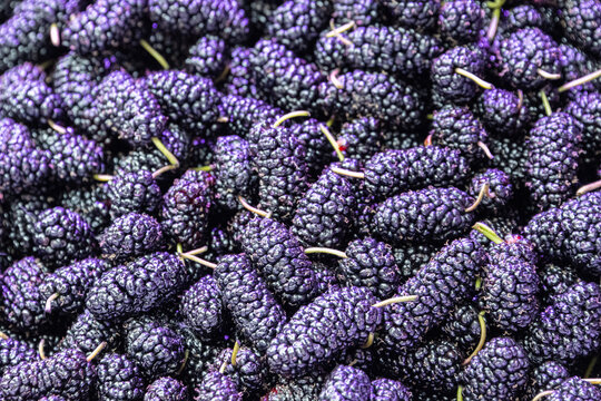 Close up of fresh blue mulberries in the fruit market