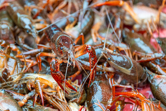 Close up of red prawns in the local market