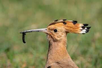 Hoopoe. © pityke70