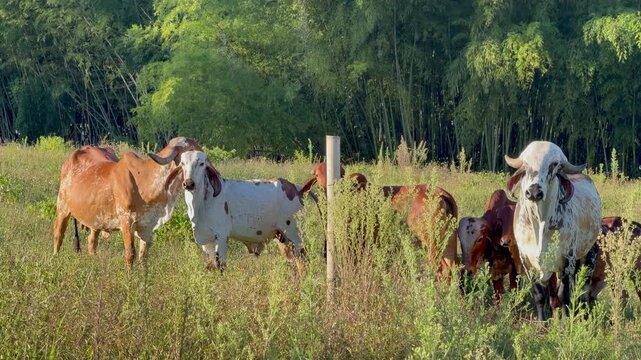 Gyr cattle grazing in a lush green pasture outdoors