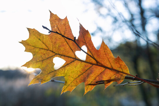 Hello, autumn. An orange-yellow oak leaf on a tree branch with two hearts carved into it. The concept of love for nature, autumn mood.