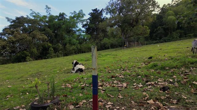 cows resting and grazing in a green pasture on a farm