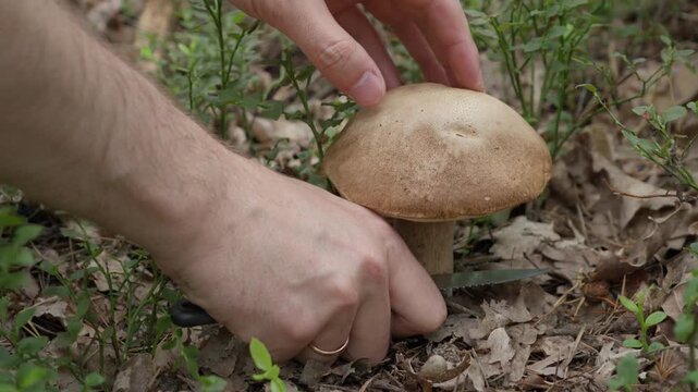 A person cuts a fresh wild porcini mushroom at the base with a knife on forest floor. Hand harvesting edible boletus edulis during seasonal fungi gathering. Organic food raw product harvest.