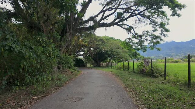 scenic rural road through tropical countryside with large trees