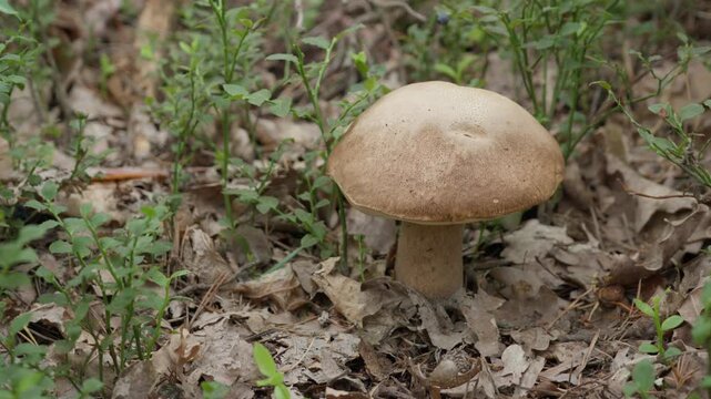 Wild porcini mushroom grows on forest soil during outdoor leisure time. Active mushroom foraging concept highlights nature hiking and eco adventure. Finding edible boletus edulis in the woods.