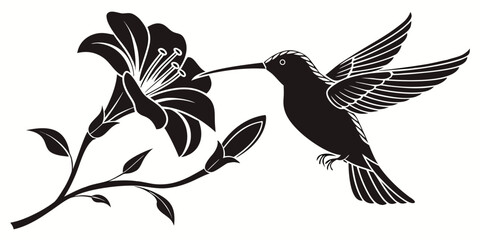 Black hummingbird feeding from flower silhouette isolated white © Akshay