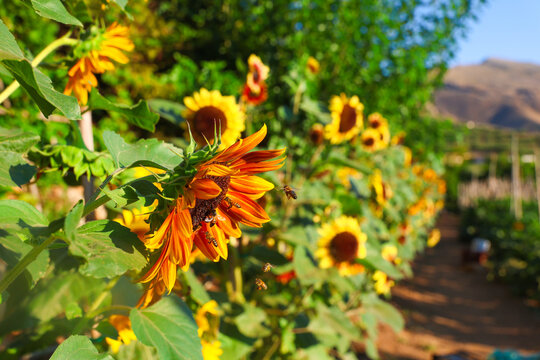 Rows of vibrant orange sunflowers with bees collecting pollen under warm sunlight, surrounded by green foliage and blurred blooms in the background.
