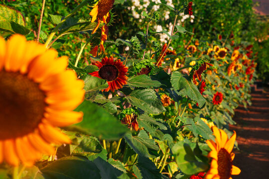 Rows of vibrant orange sunflowers with bees collecting pollen under warm sunlight, surrounded by green foliage and blurred blooms in the background.