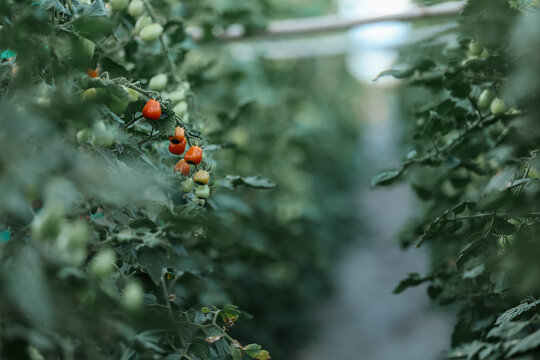 Clusters of red and green tomatoes grow along lush vines inside a greenhouse, capturing the natural process of ripening and sustainable cultivation under soft filtered light.